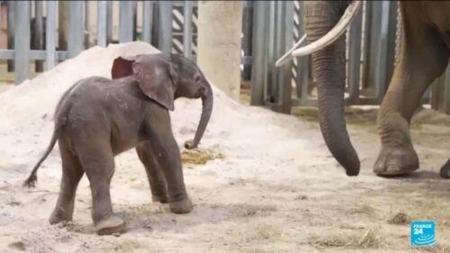 Baby elephant weighing 150 kilos born in French zoo, after delicate delivery