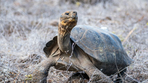 Giant tortoises make a comeback on Galapagos island