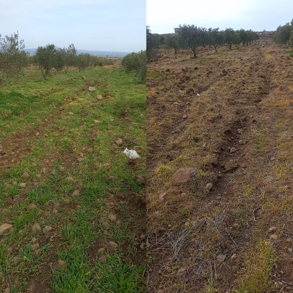 These two photos sent to us by Hassan show farmland near the village of Kodna, in Quneitra. At left is a photo taken on January 15, 2026, showing Hassan’s land before Israeli planes sprayed it. At rig