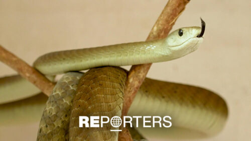 Kenya declares war on snakebites