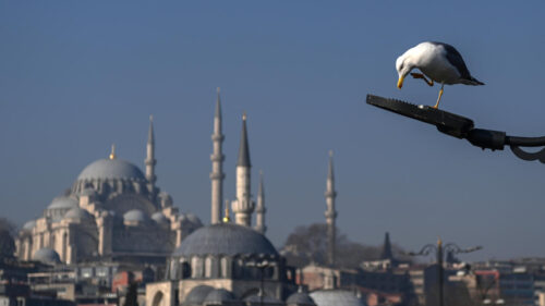 Turkish footballer performs CPR on seagull during match, successfully revives it