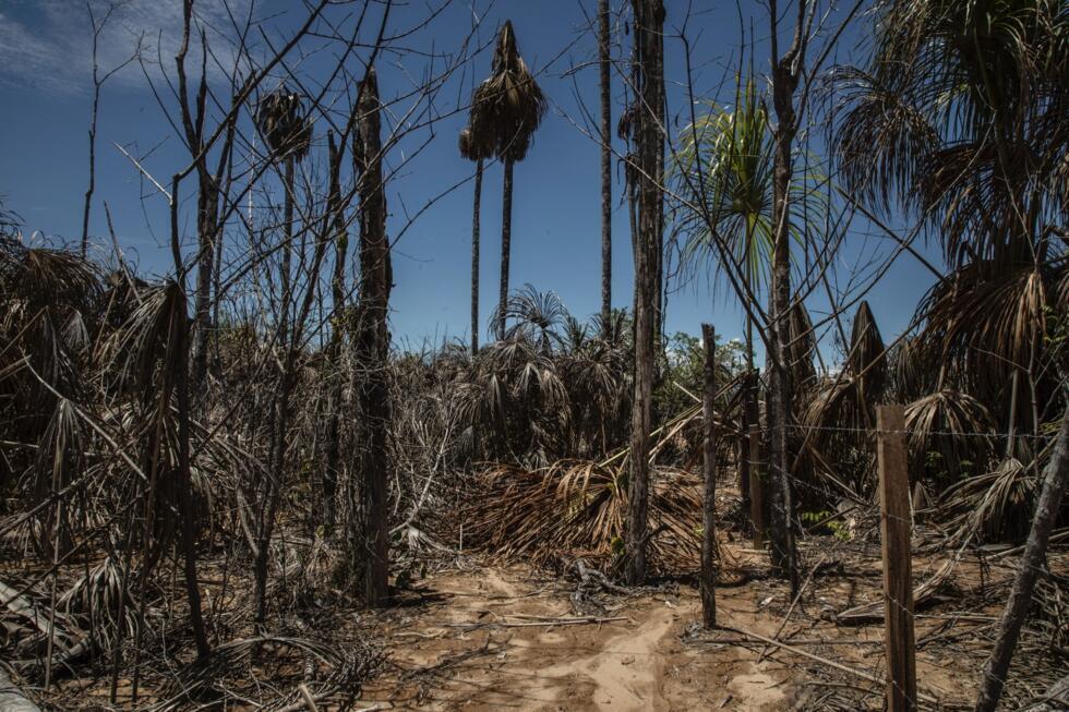 Des palmiers morts dans La Pampa, au Pérou.
