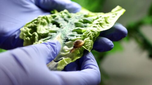 <div>Tiny Bermudan snail ‘back from the brink’ of extinction, UK zoo says</div>