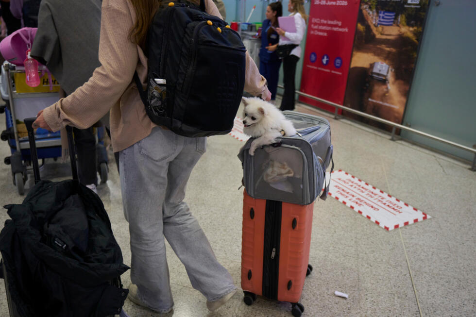 A pet owner and dog arrive in Athens after being evacuated from Abu Dhabi