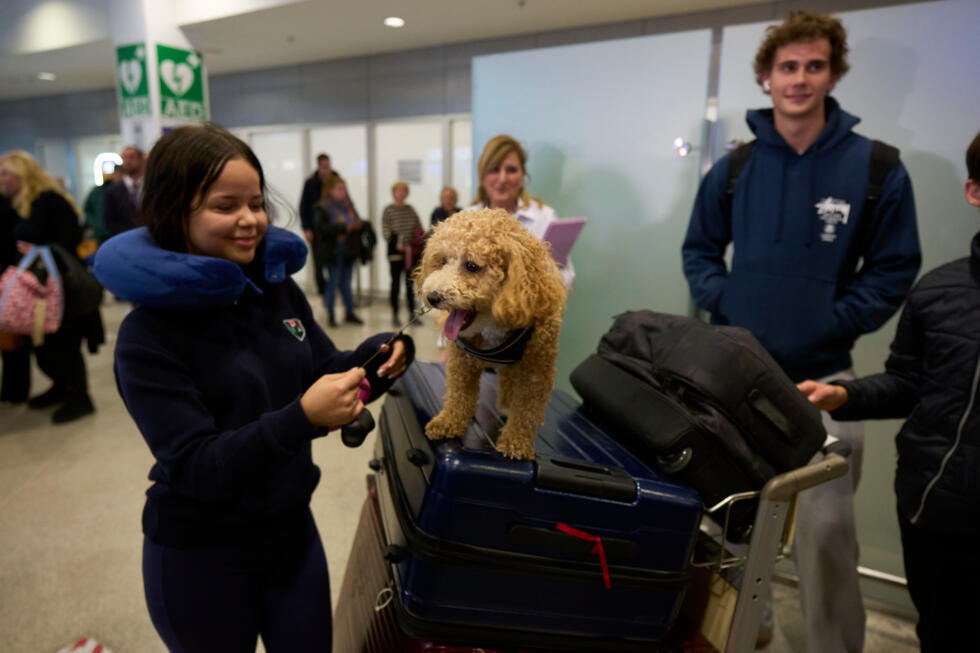 A repatriated dog stands on a suitcase at Athens International Airport Eleftherios Venizelos