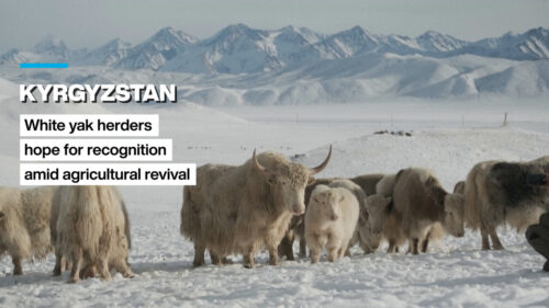 Kyrgyzstan: White yak herders  hope for recognition amid agricultural revival