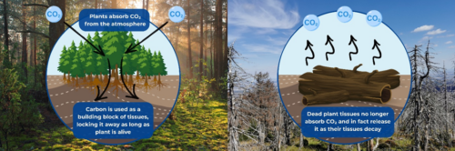 OBSERVER: Understanding the role of CLMS in carbon removal monitoring
