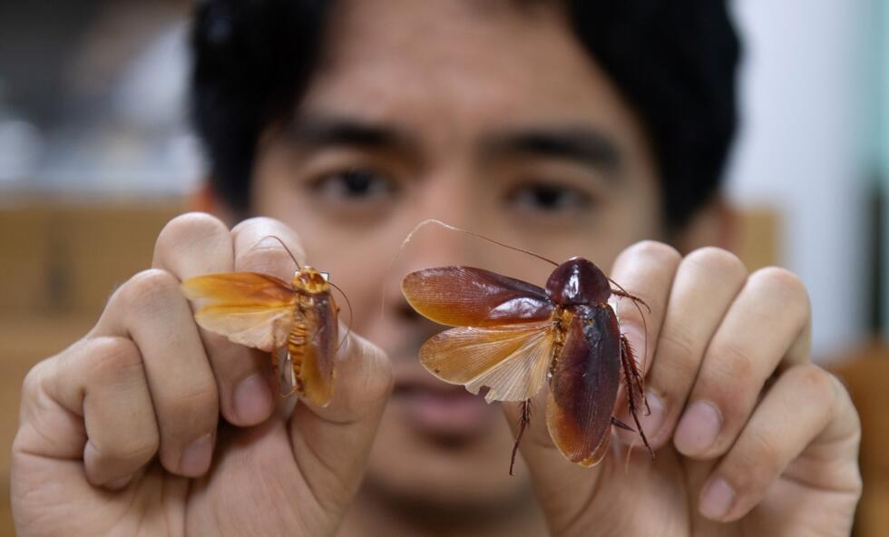 As the Philippines's lone expert on the oft-misunderstood insect -- and discoverer of 15 species -- friends have dubbed the soft-spoken scientist "Ipis Lord", after the local name for the cockroach