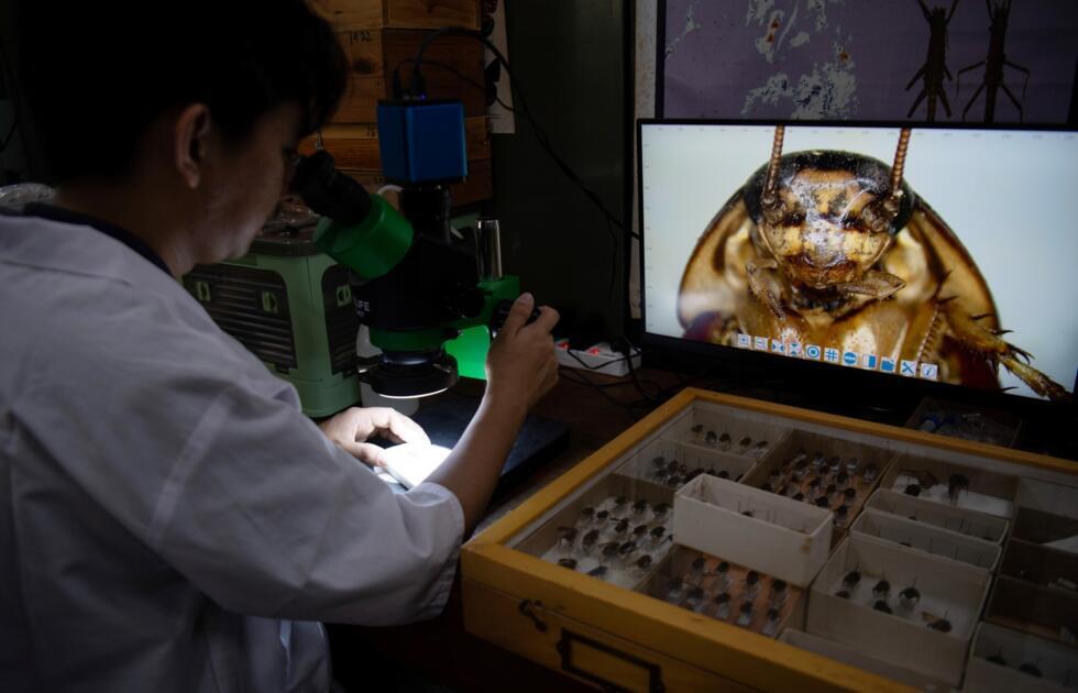 The massively biodiverse Philippines has about 130 known species of cockroach, three-fourths of which are found nowhere else on earth