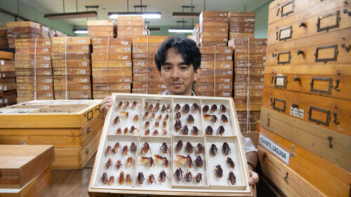 Meet the Philippines’ ‘Cockroach Lord’ standing up for little-loved bugs