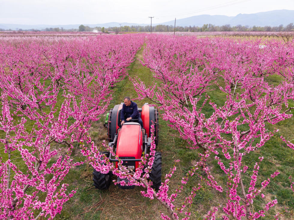 Anastasios Chalkidis, head of the Agricultural Association of Veria, drives his tractor through blooming pink peach trees near the city of Veria, northern Greece.