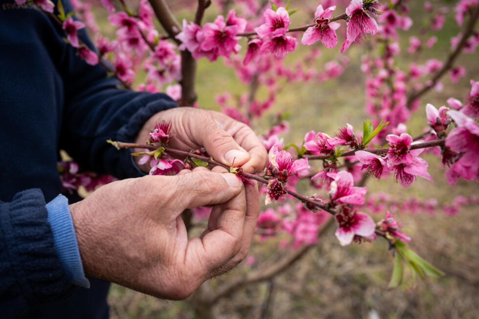 Anastasios Chalkidis, head of the Agricultural Association of Veria, Greece, tends the blooming peach pink blossoms at an event to encourage tourism to visit the blossoms in spring.
