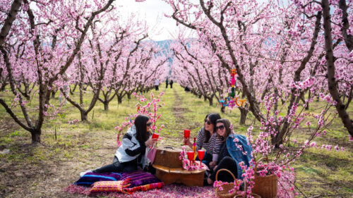 Thousands flock to see Greece’s annual ‘pink veil’ of peach blossoms