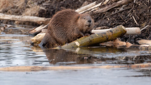 Engineers are imitating beavers to prevent flooding