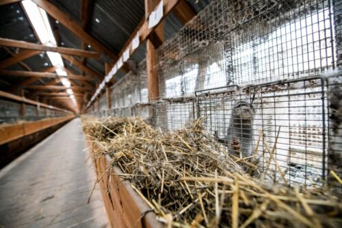 J-Lo, Rihanna and Kardashians: How fur is fighting an EU ban