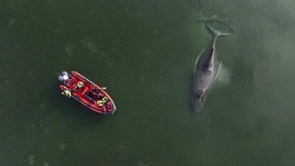Timmy the whale has been stranded in the Baltic Sea since late March.
