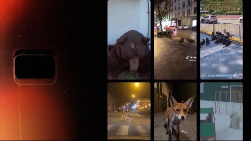 Wild neighbours: Why animals are moving into our cities?