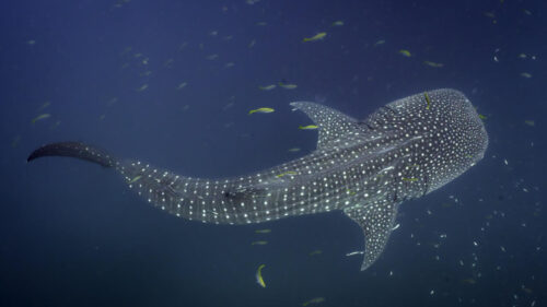 Study finds Indonesian hotspots are ‘like home’ for endangered whale sharks