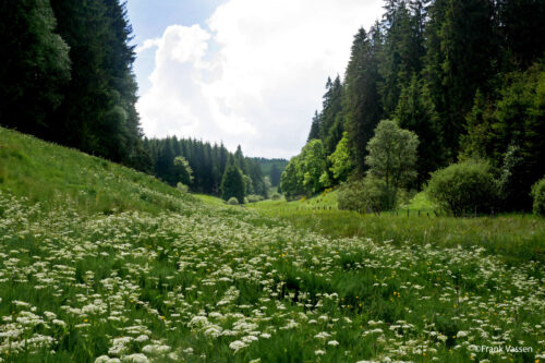 Celebrating Natura 2000: the world’s largest network of protected natural areas