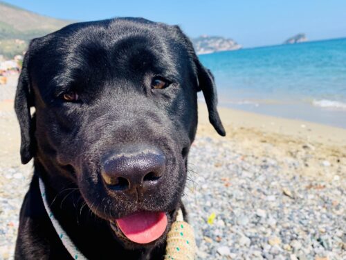 New rules strengthen the welfare and traceability of cats and dogs