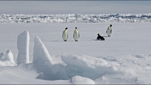 Protections for emperor penguins in focus as Antarctica talks start in Japan