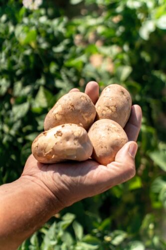 Resilience in agriculture from soil to spuds  