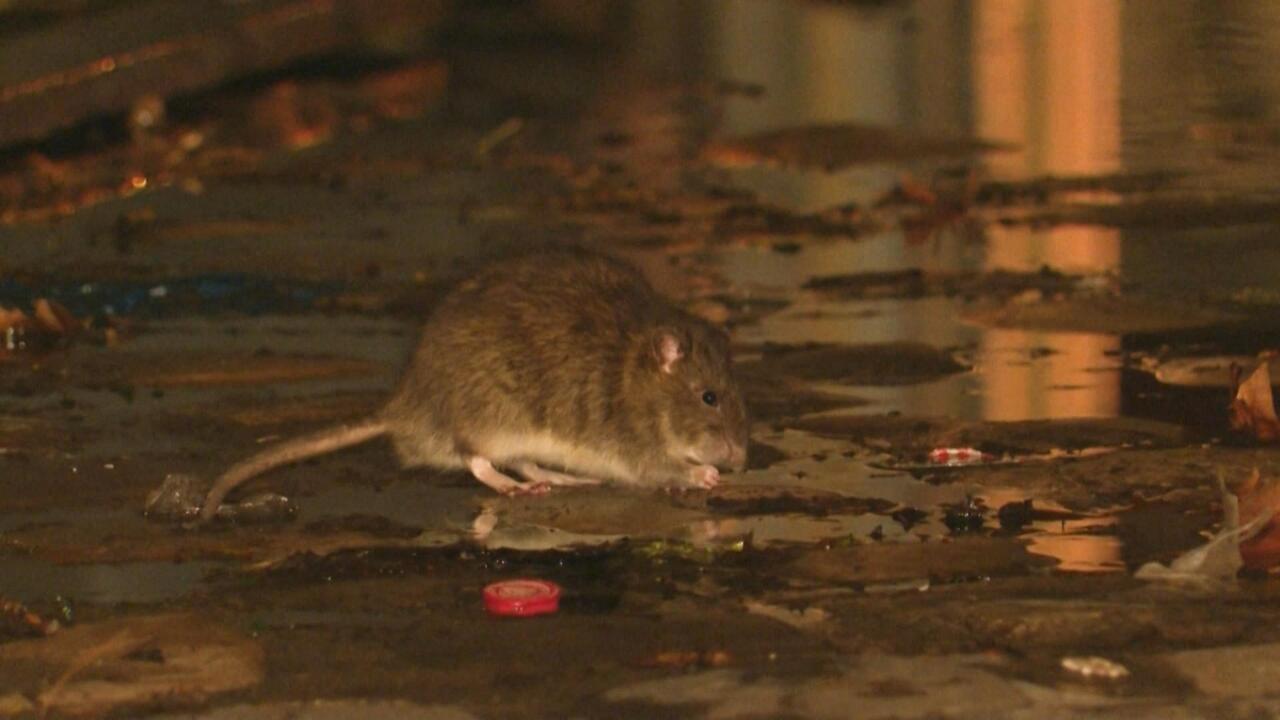 Infection generally occurs through the inhalation of dust and aerosols contaminated by the excretions of infected rodents.