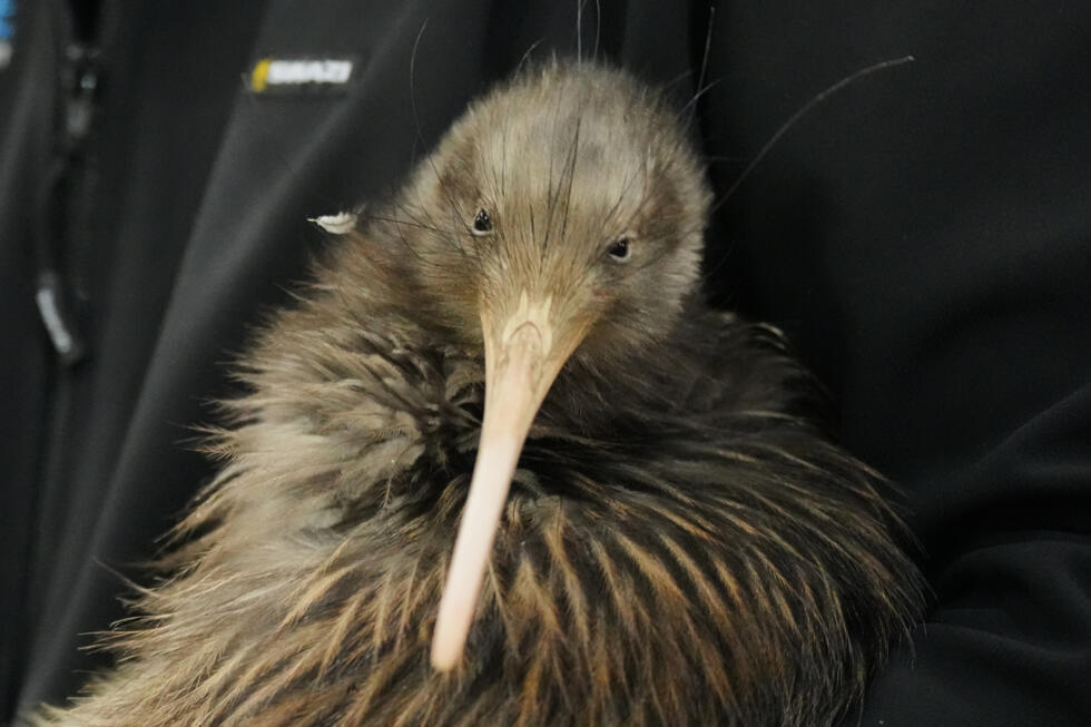 A staff member of a conservation organisation carries a kiwi bird during an event at Parliament in Wellington, New Zealand.
