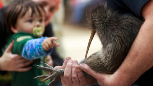 New Zealand’s kiwi bird returns to Wellington hills after a century-long absence