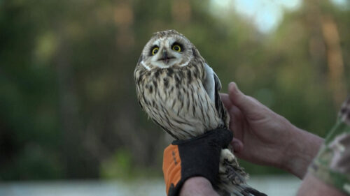 Ukraine’s bird lovers long for peaceful skies