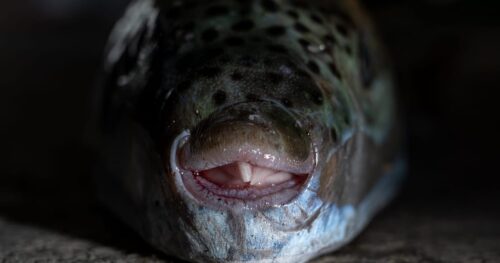 Greece fights poisonous pufferfish invasion
